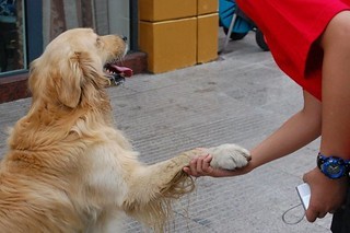 dog giving a hand